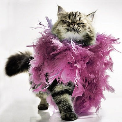 Ani'mates 3D Holographic Card Cat with feather boa